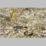 Ammophila sabulosa - Sandwespe 64a Sandwespe-oeffnet fremdes Nest - Sandgrube-Niedringhaussee.jpg
